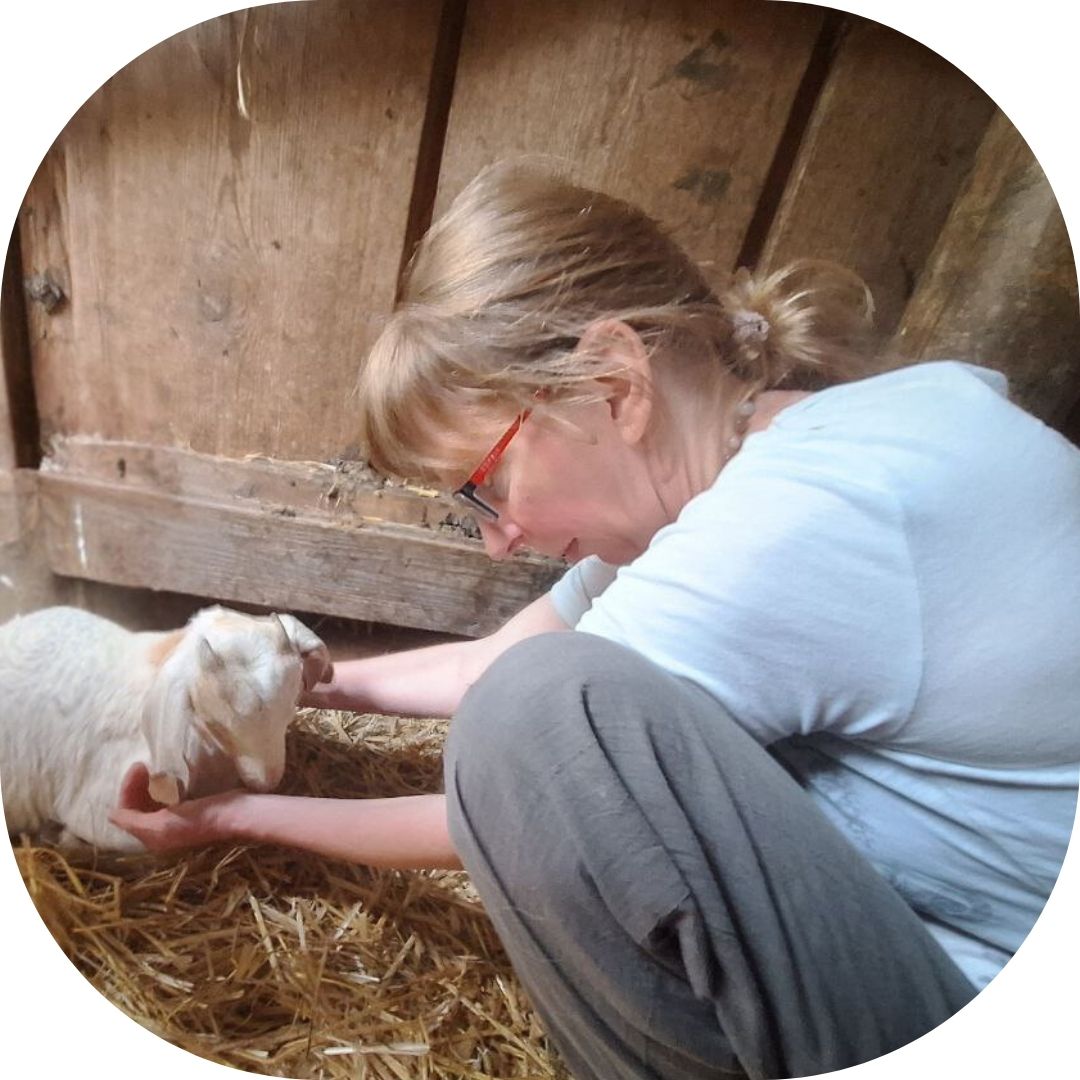 eine Zicklein liegt im Stall und wird heilenergetsich von Barbara Mazur behandelt