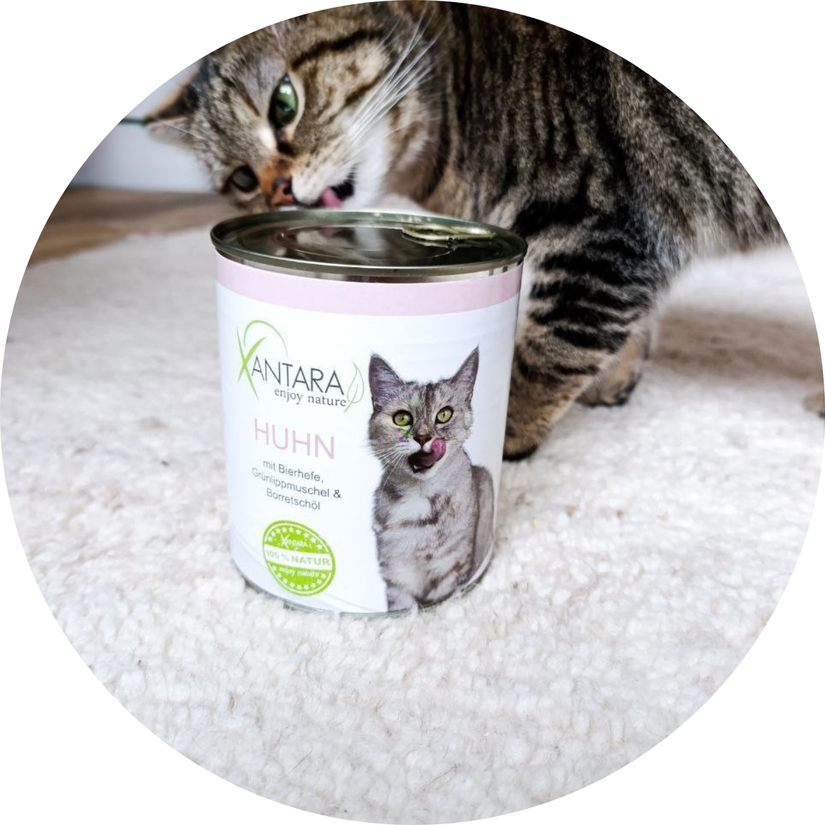 eine grau-braun getigerte Jungkatze leckt an einer Futterdose, die auf einem weißen Teppich in einem Wohnraum steht. 