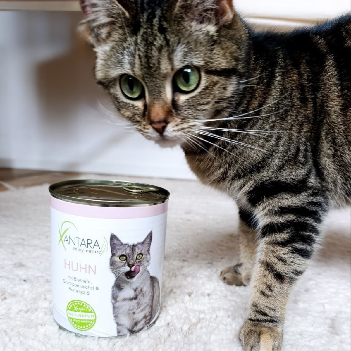 Katze neben Nassfutterdose