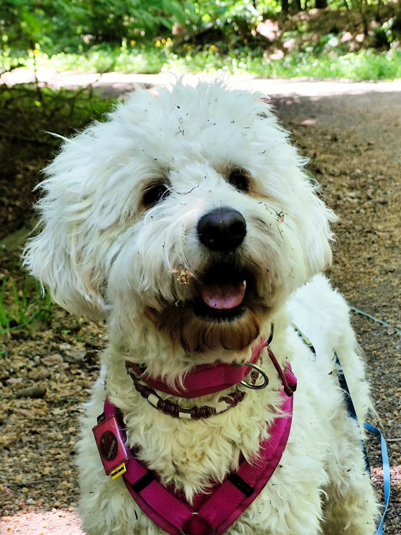 Westhighland White Terrier
