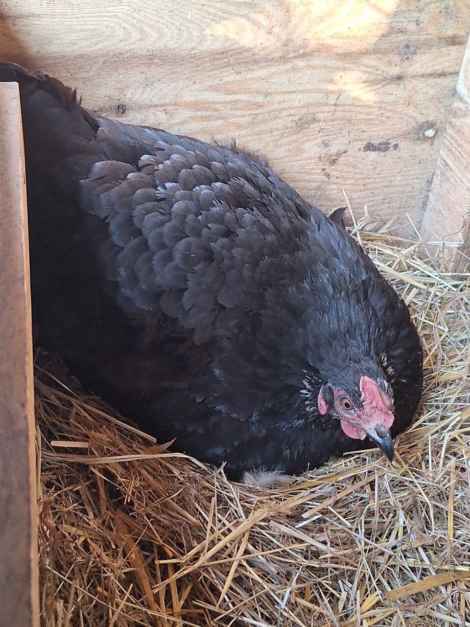 ein schwarzes Huhn im Nest
